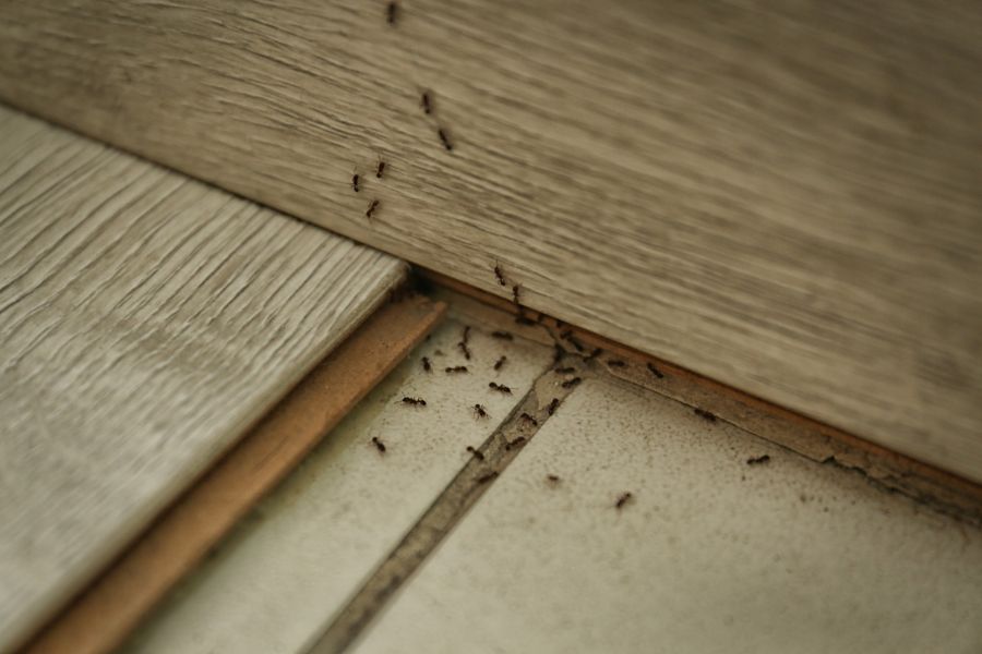Carpenter ant extermination by Bug Out Pest Solutions, LLC
