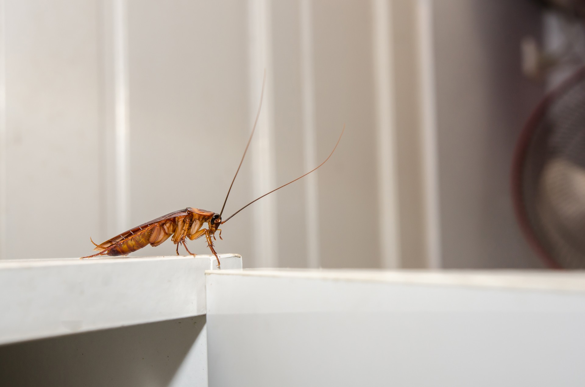 Cockroach Extermination by Bug Out Pest Solutions, LLC