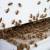 Cedar Knolls Bee Control by Bug Out Pest Solutions, LLC