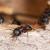 Millington Ant Extermination by Bug Out Pest Solutions, LLC