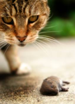 Rodent control by Bug Out Pest Solutions, LLC