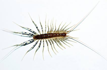 Centipede and millipede control by Bug Out Pest Solutions, LLC