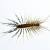 Elizabeth Centipedes & Millipedes by Bug Out Pest Solutions, LLC