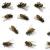 Carteret Pest Control by Bug Out Pest Solutions, LLC