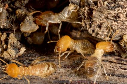 Termite control by Bug Out Pest Solutions, LLC