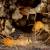 Florham Park Termite Control by Bug Out Pest Solutions, LLC