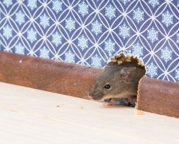 Mice Extermination in Rahway by Bug Out Pest Solutions, LLC